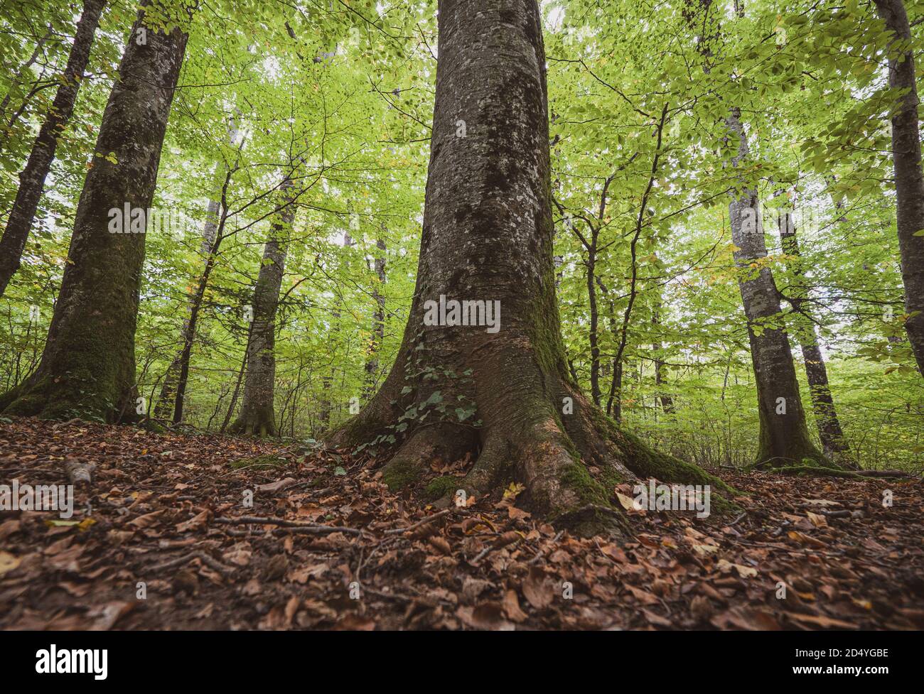 Wide angle shot of tall trees and foreground trunks and branches in a autumn fall forest covered in fallen leaves on a lush atmospheric day. Stock Photo