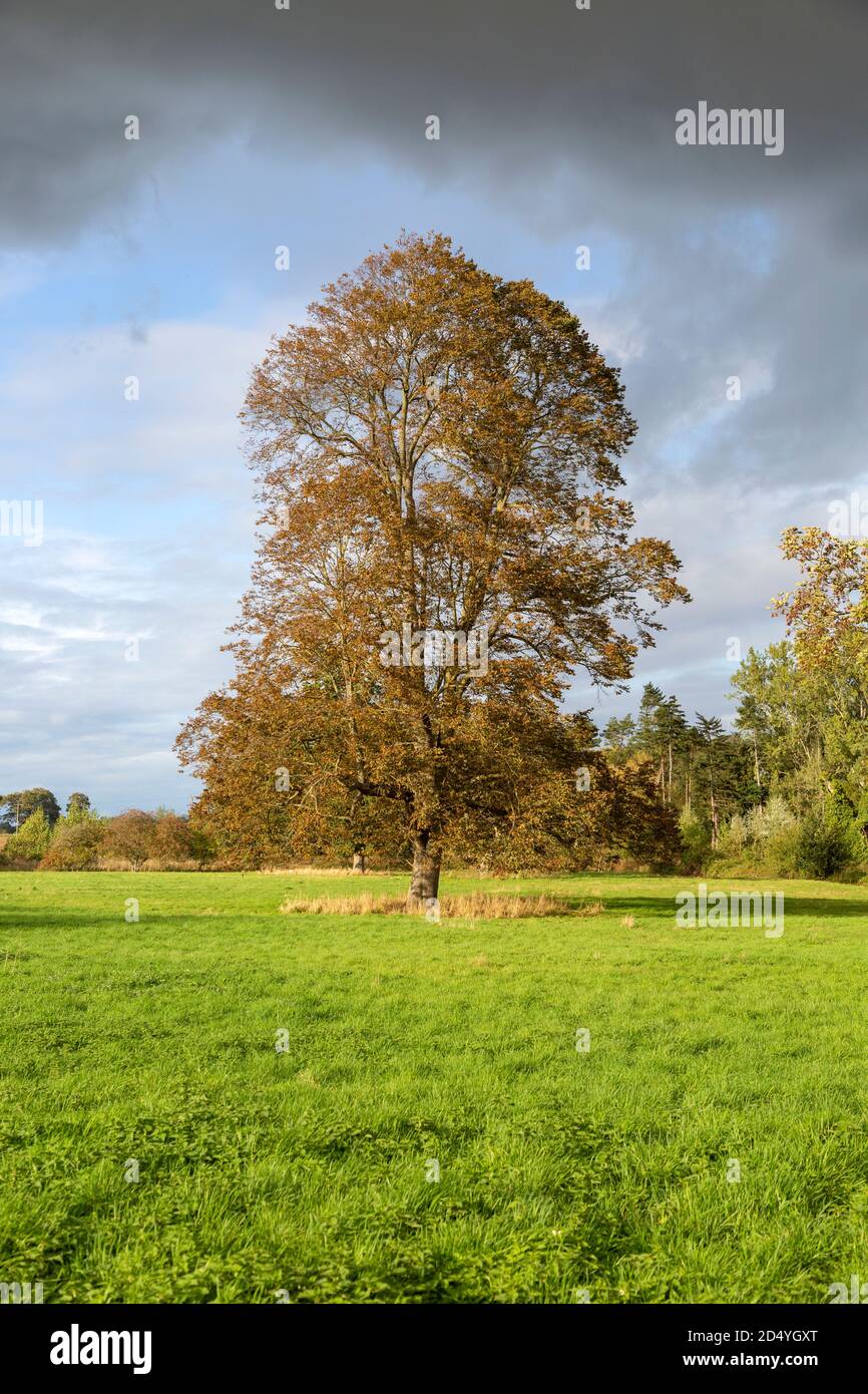 Tall sycamore tree, Acer pseudoplatanus, standing in field dramatic sky, Methersgate, Suffolk, England, UK Stock Photo