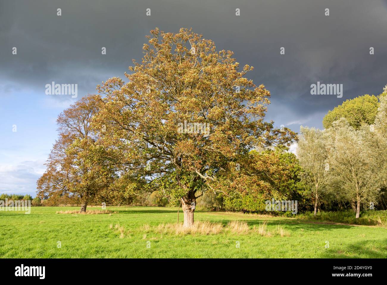 Sycamore trees, Acer pseudoplatanus, standing in field dramatic sky, Methersgate, Suffolk, England, UK Stock Photo