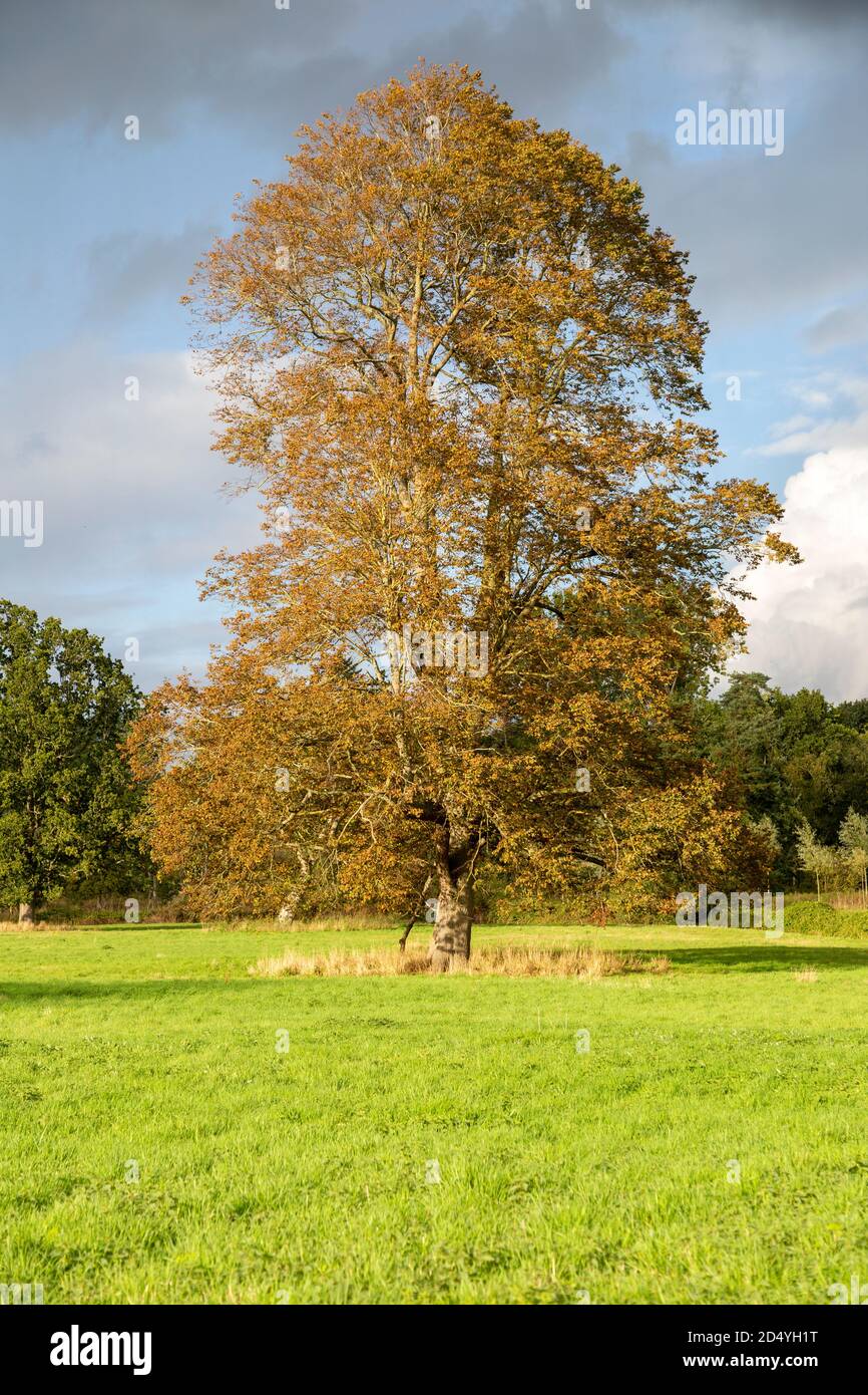 Tall sycamore tree, Acer pseudoplatanus, standing alone in field Methersgate, Suffolk, England, UK Stock Photo