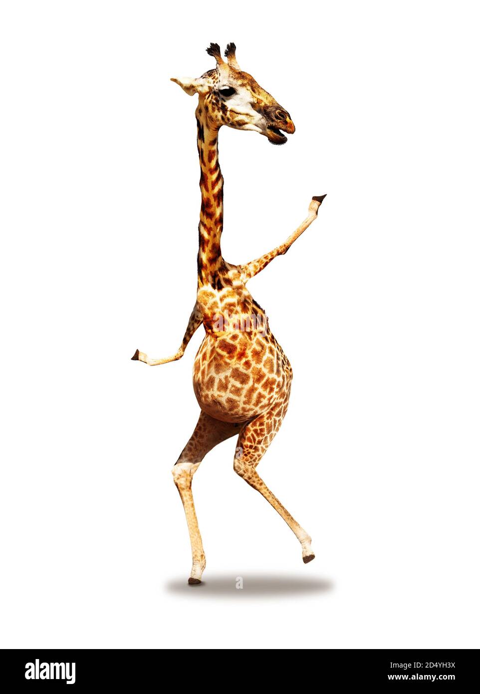 Dancing photo of giraffe mixed media concept happy expression isolated on white Stock Photo