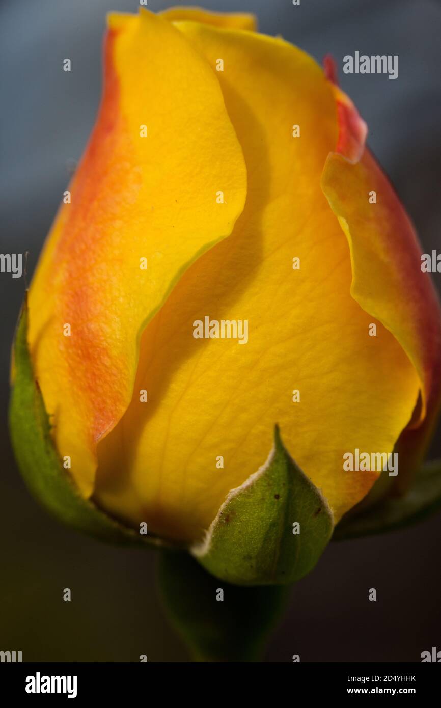 Macrophotography of yellow rose bud. Stock Photo