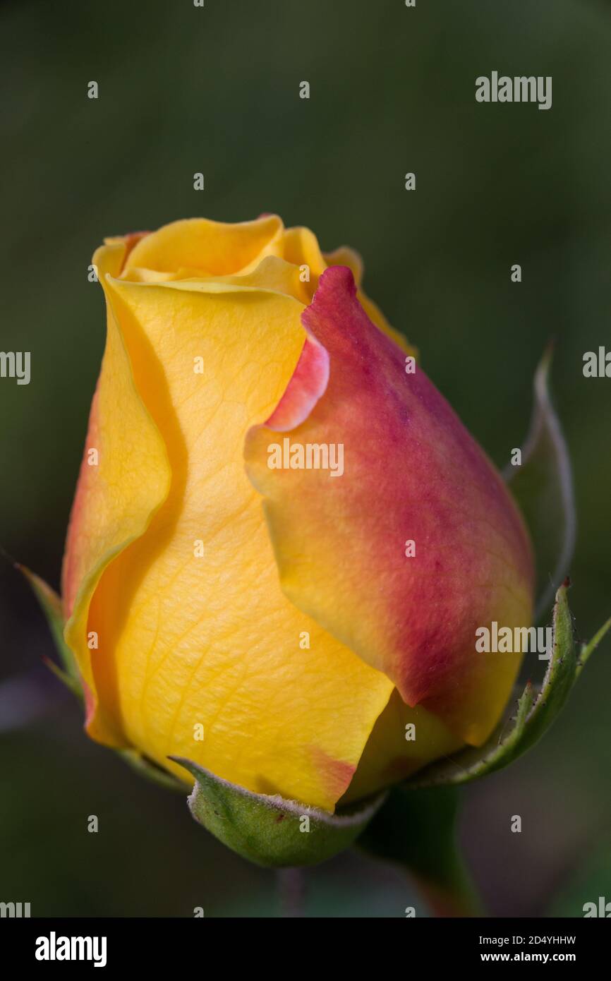 Macrophotography of yellow rose bud. Stock Photo
