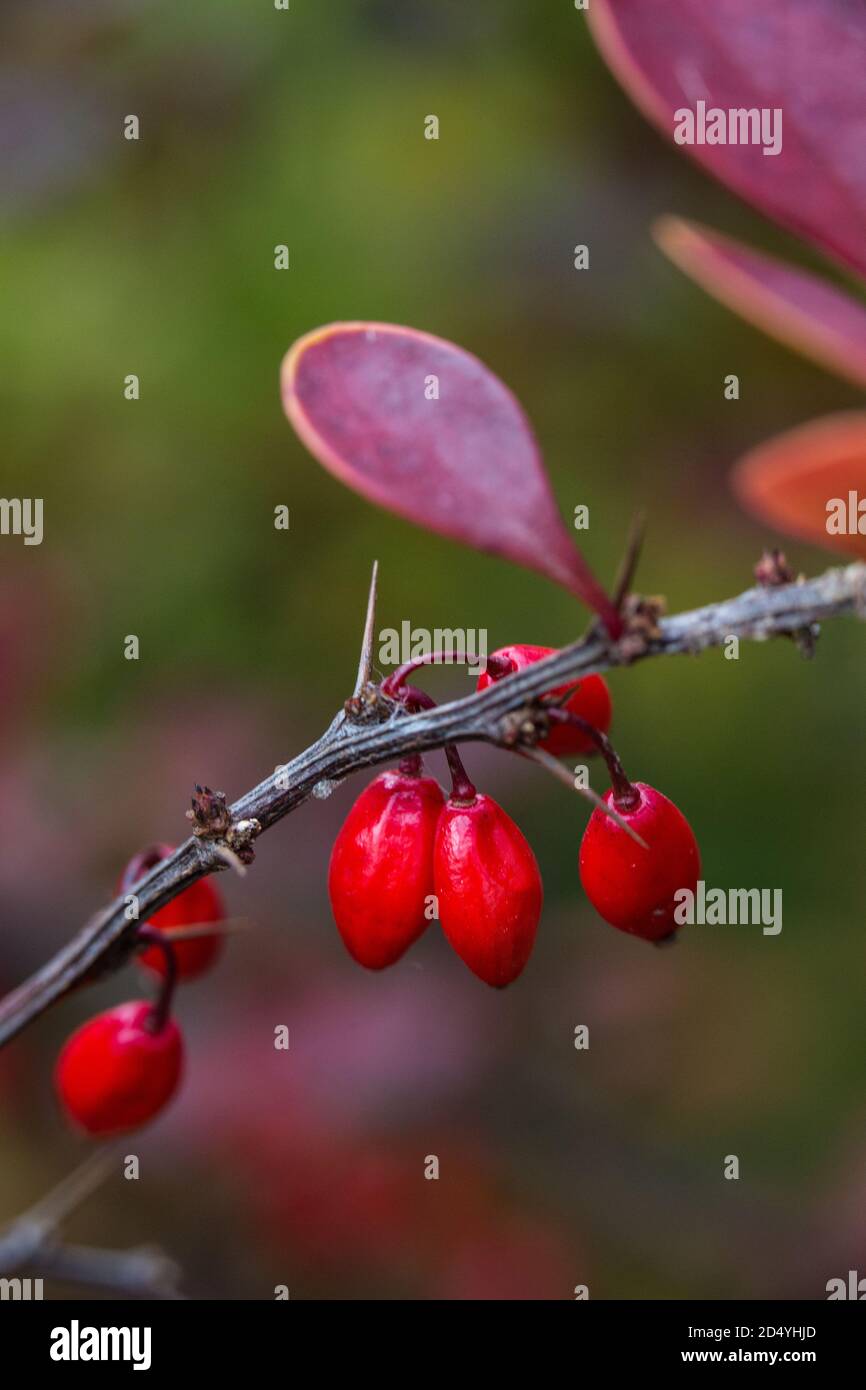 Close up of branch of Berberis thunbergii with fruit. Stock Photo