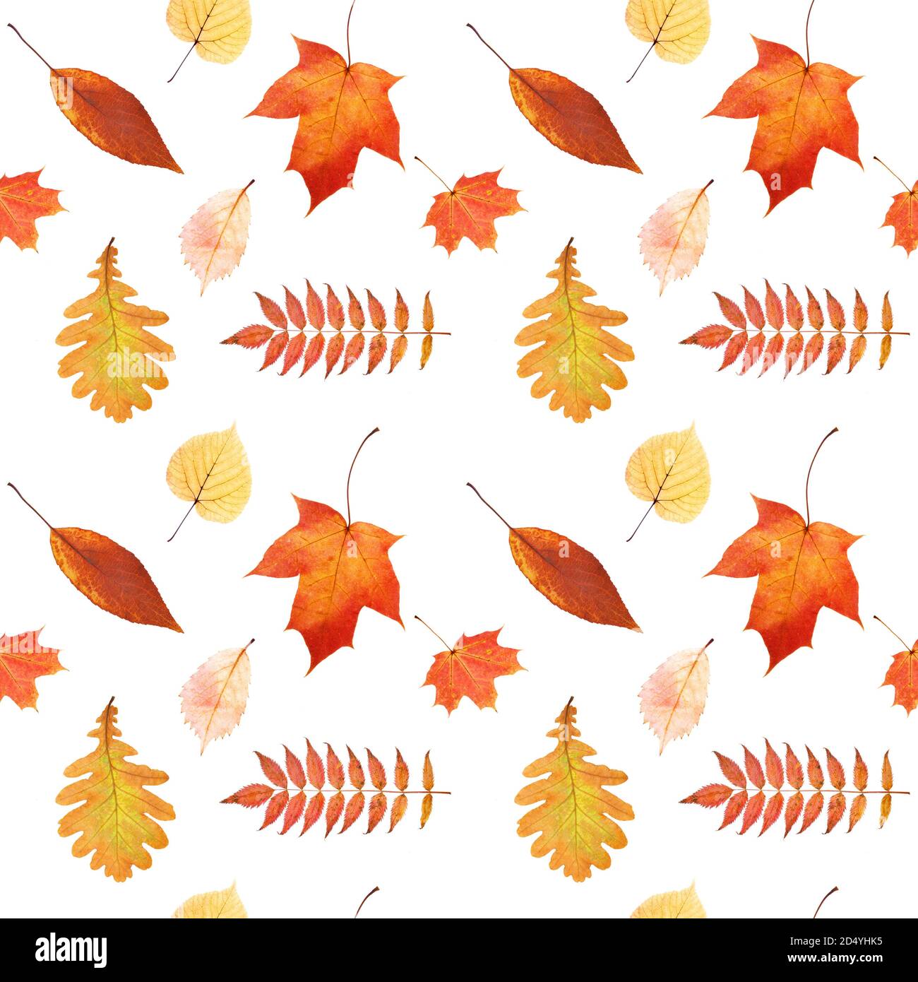 seamless pattern of autumn leaves isolated on white background Stock ...