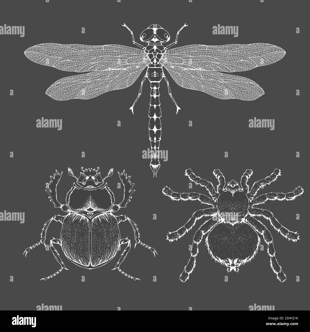 Vector set of hand drawn insects. Different insects in realistic style: spider tarantula, dragonfly and scarab. Collection isolated on black backgroun Stock Vector