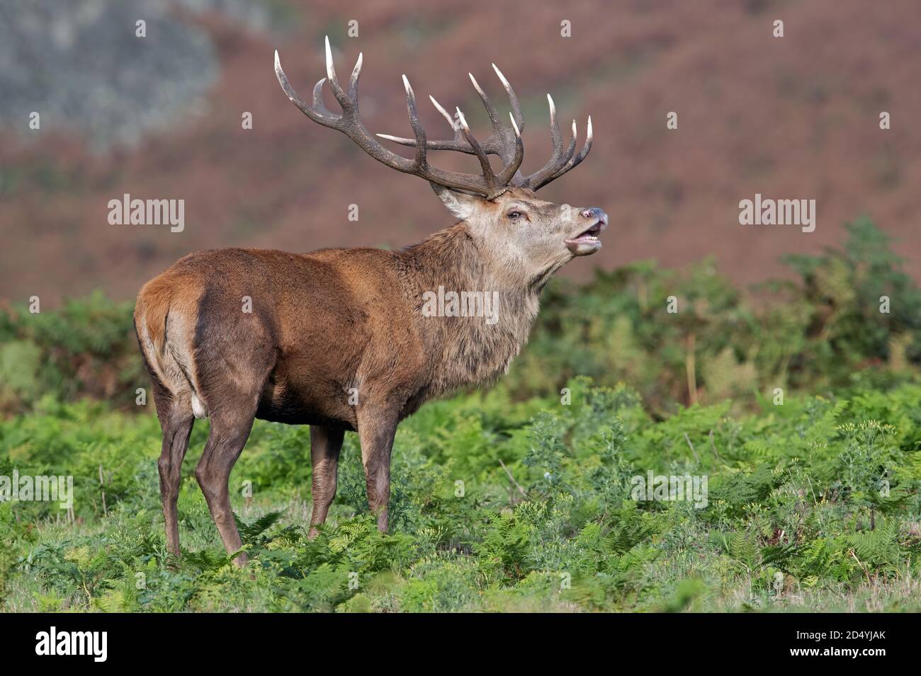 Red Deer Stag (Cervus elaphus) sniffing the air in rutting season Stock Photo