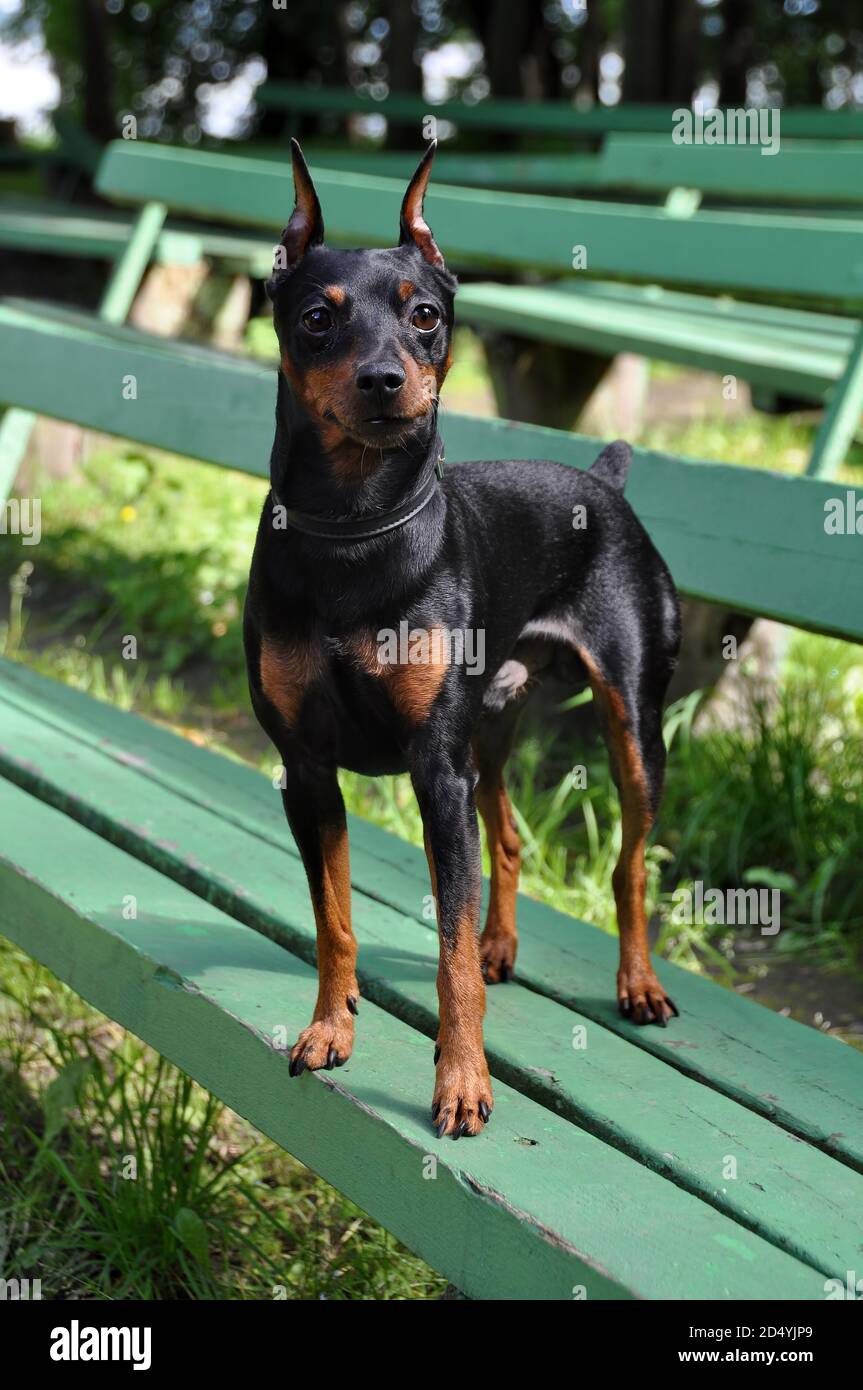 Miniature pinscher dog posing on a bench Stock Photo