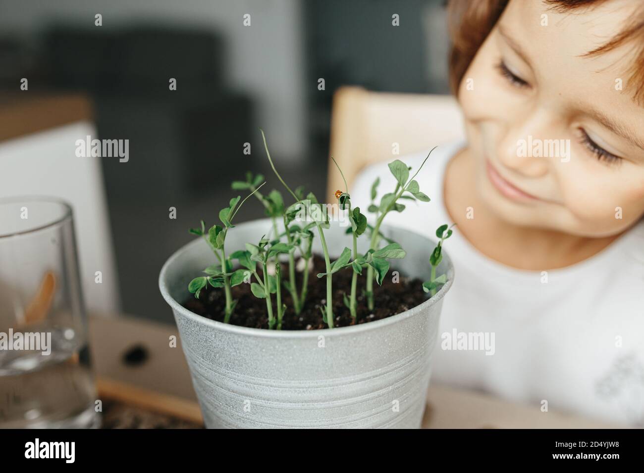 Kids science experiment - Child learning to grow peas seeds at home ...