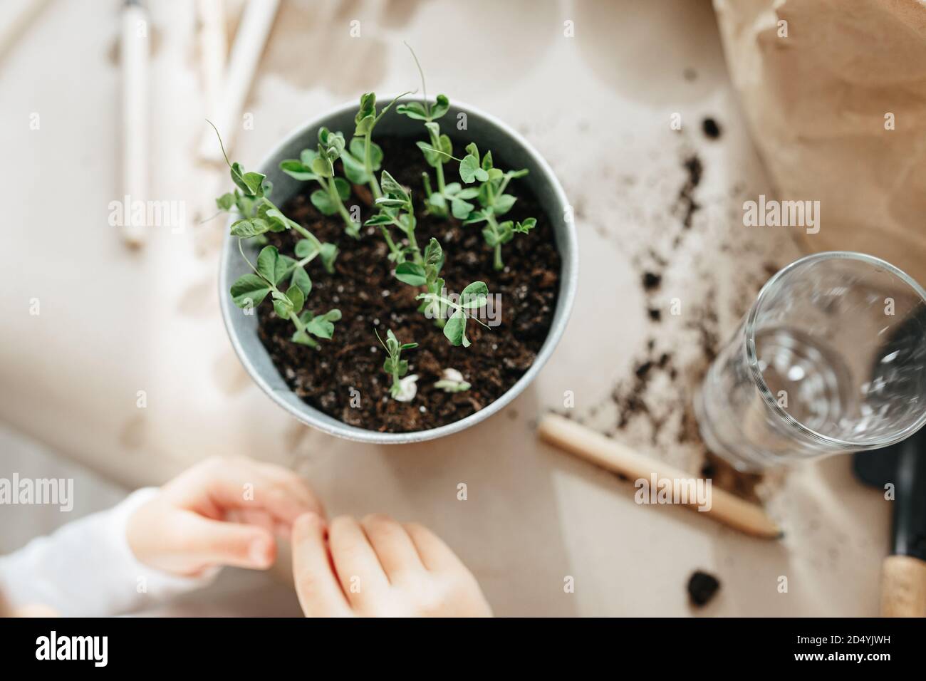 Kids science experiment - Child learning to grow peas seeds at home ...