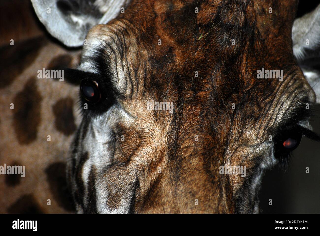 Photograph Giraffe (Giraffa) close-up of the head and eyes, of this African mammal, well known for its spotted coat, long neck, legs, and great height Stock Photo