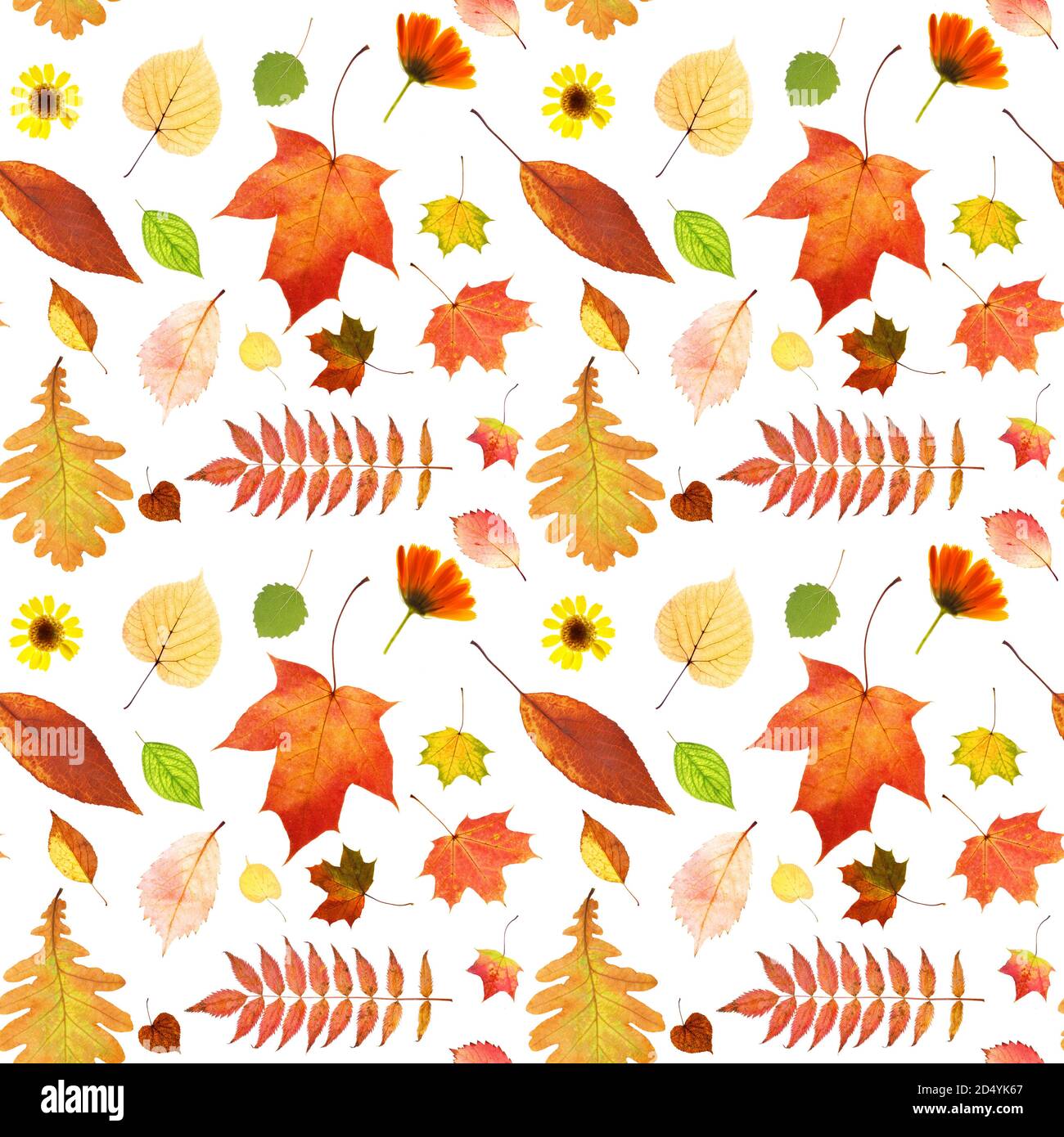 seamless pattern of autumn leaves isolated on white background Stock ...