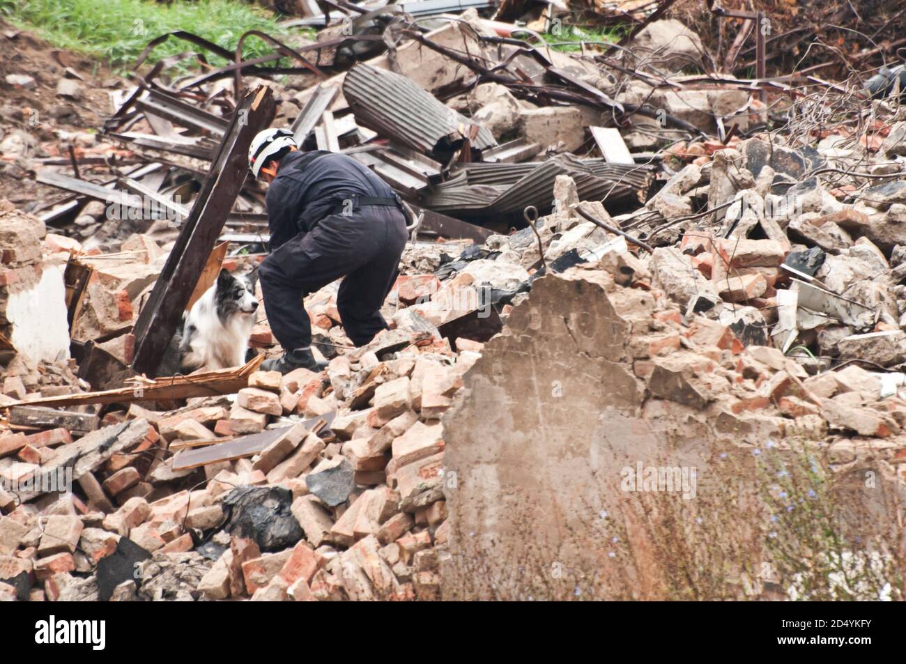 training dog for search and rescue mission Stock Photo