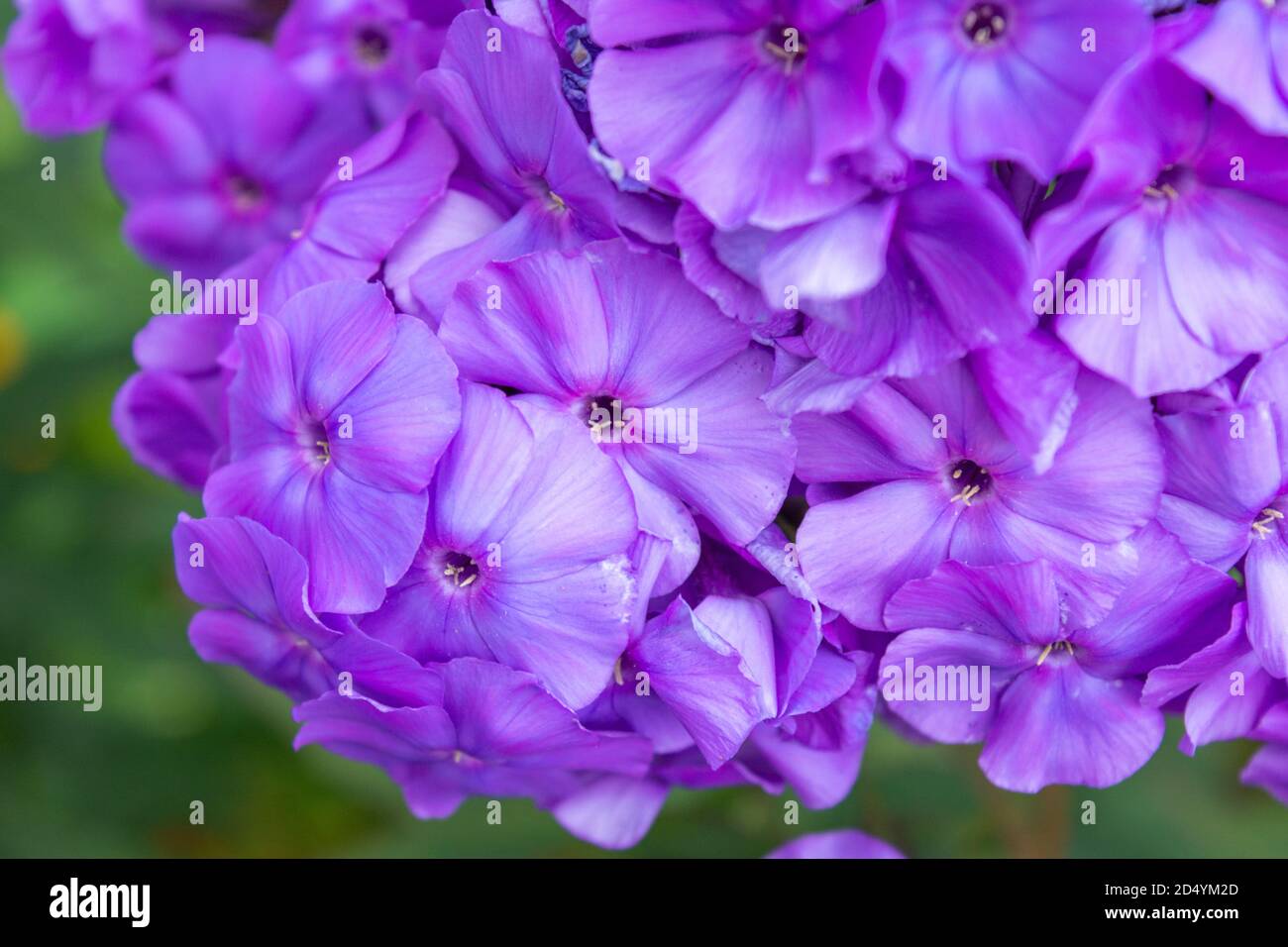 Purple flame flowers of phlox. Close up of flowering garden phlox, perennial or summer phlox in garden on sunny day Stock Photo