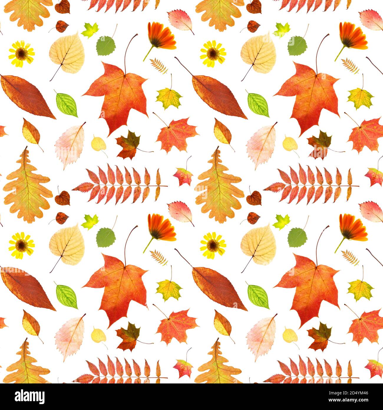 seamless pattern of autumn leaves isolated on white background Stock ...