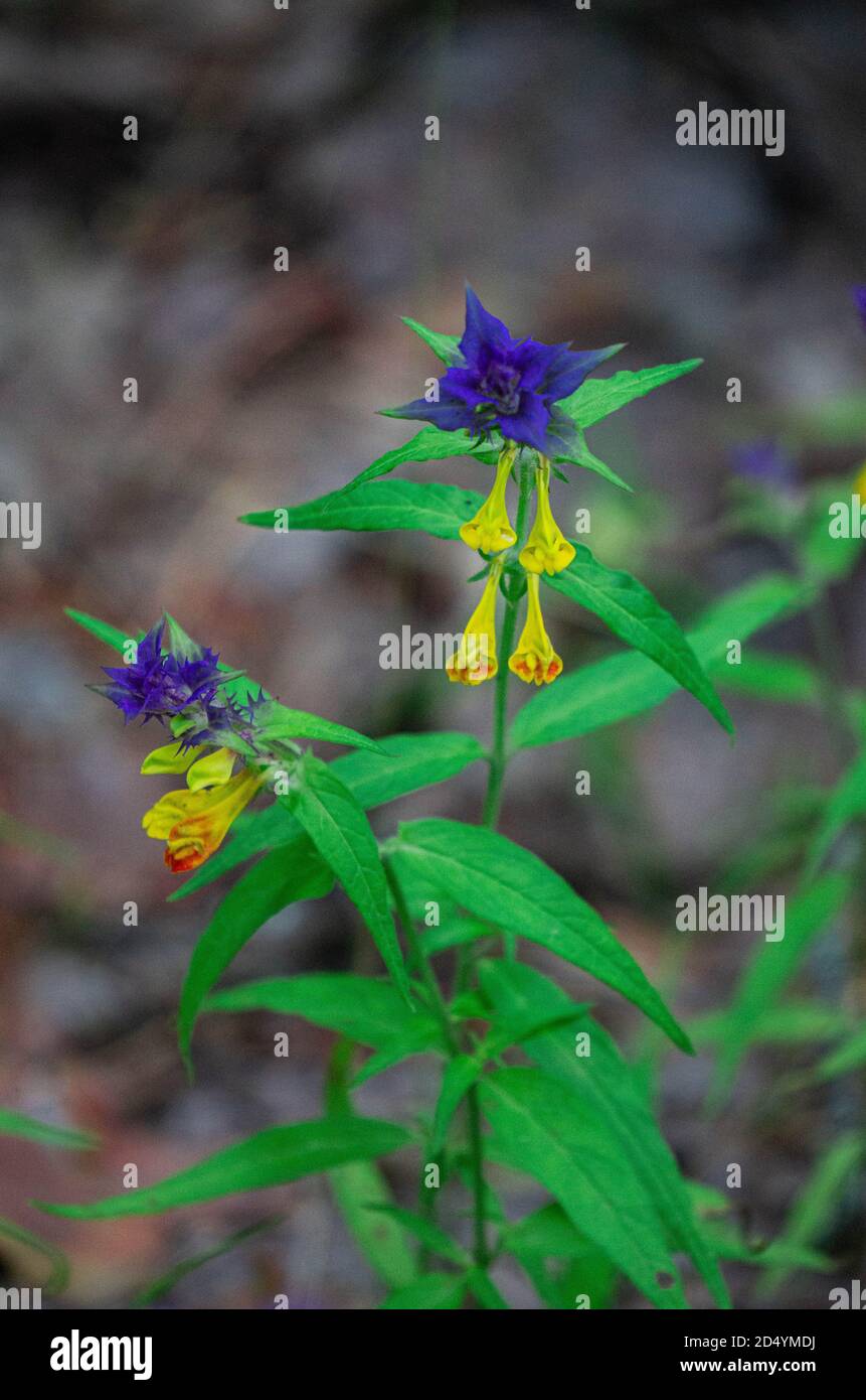 Blue and yellow wildflowers that look like snapdragons Stock Photo Alamy