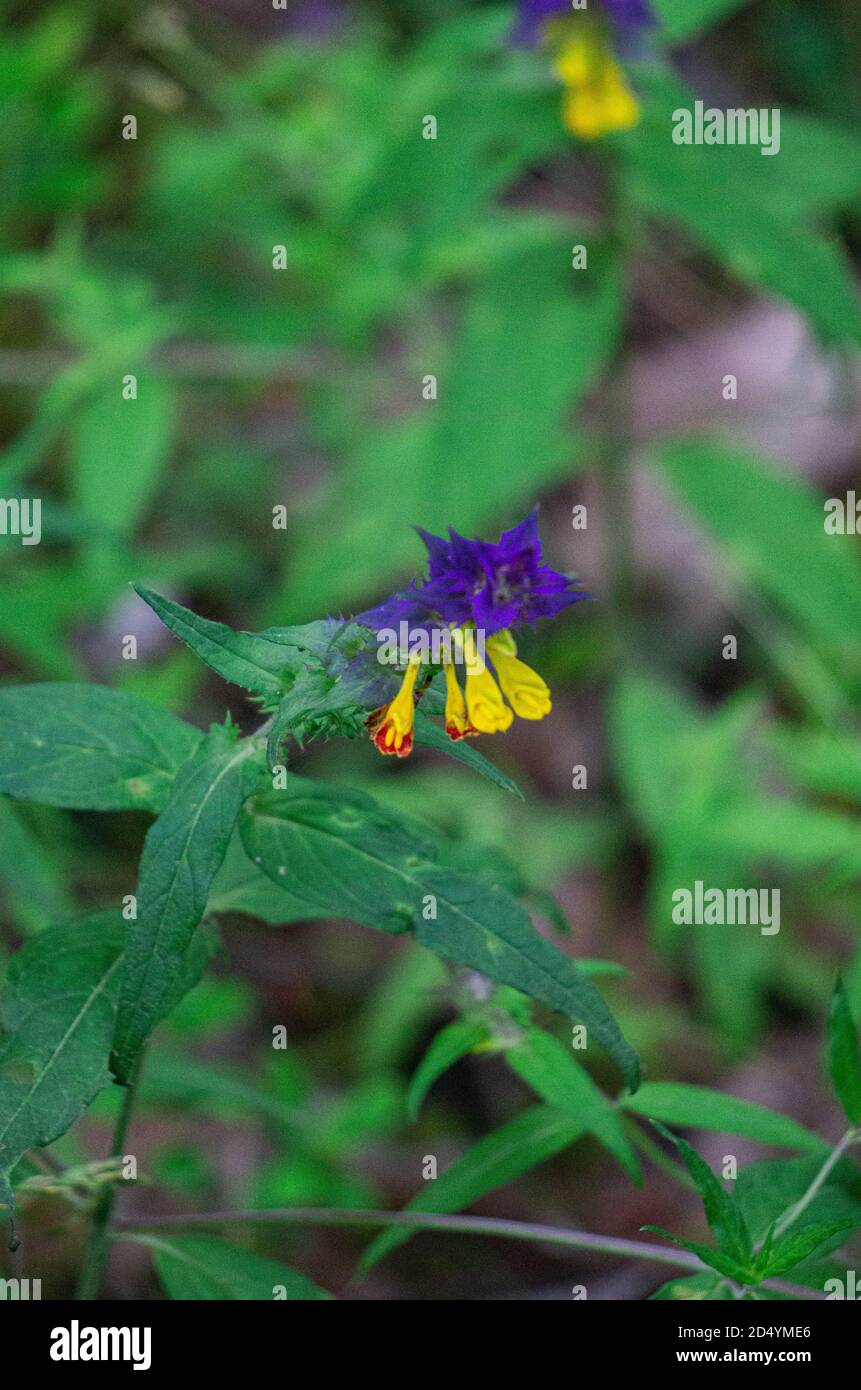 Blue and yellow wildflowers that look like snapdragons Stock Photo Alamy