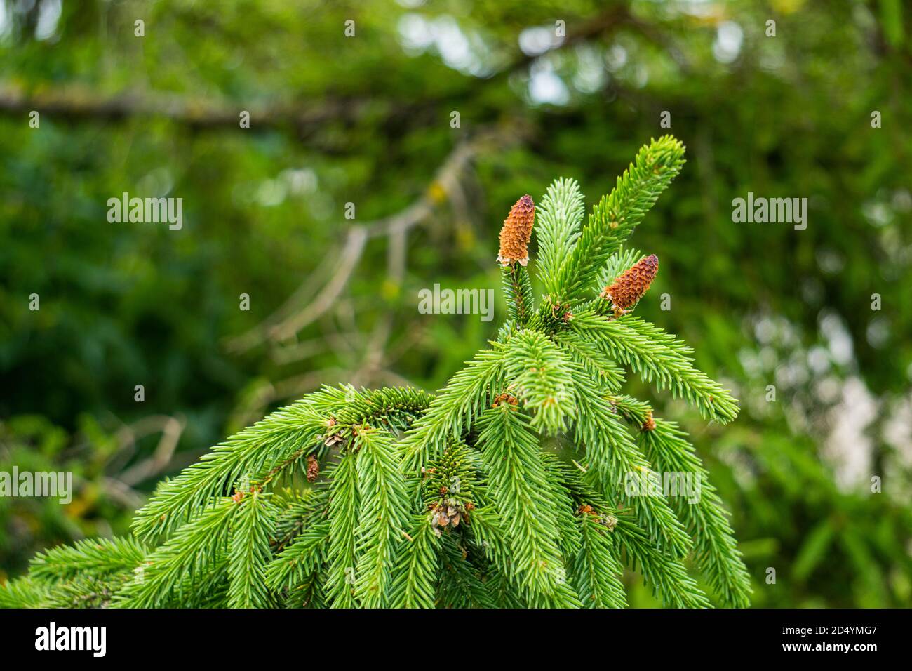 Two small cones on a spruce branch. Stock Photo