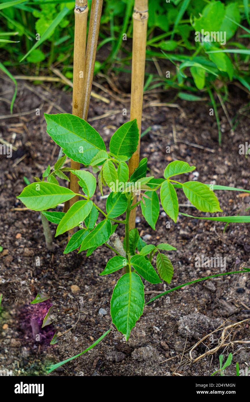 Grown young walnut seedling on a breeding plantation. Stock Photo