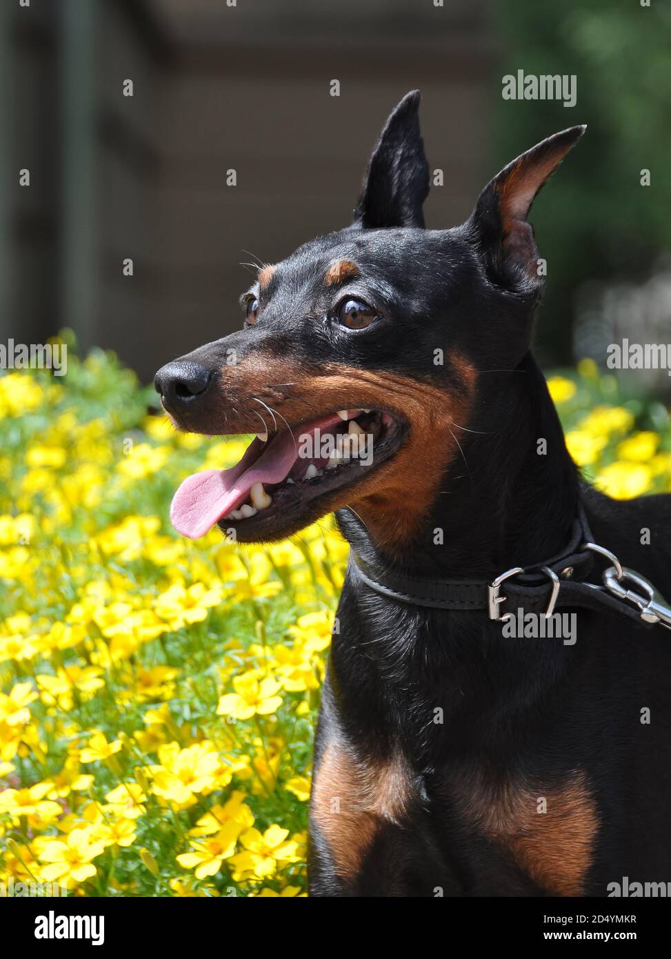 Black and brown tan miniature pinscher dog closeup Stock Photo