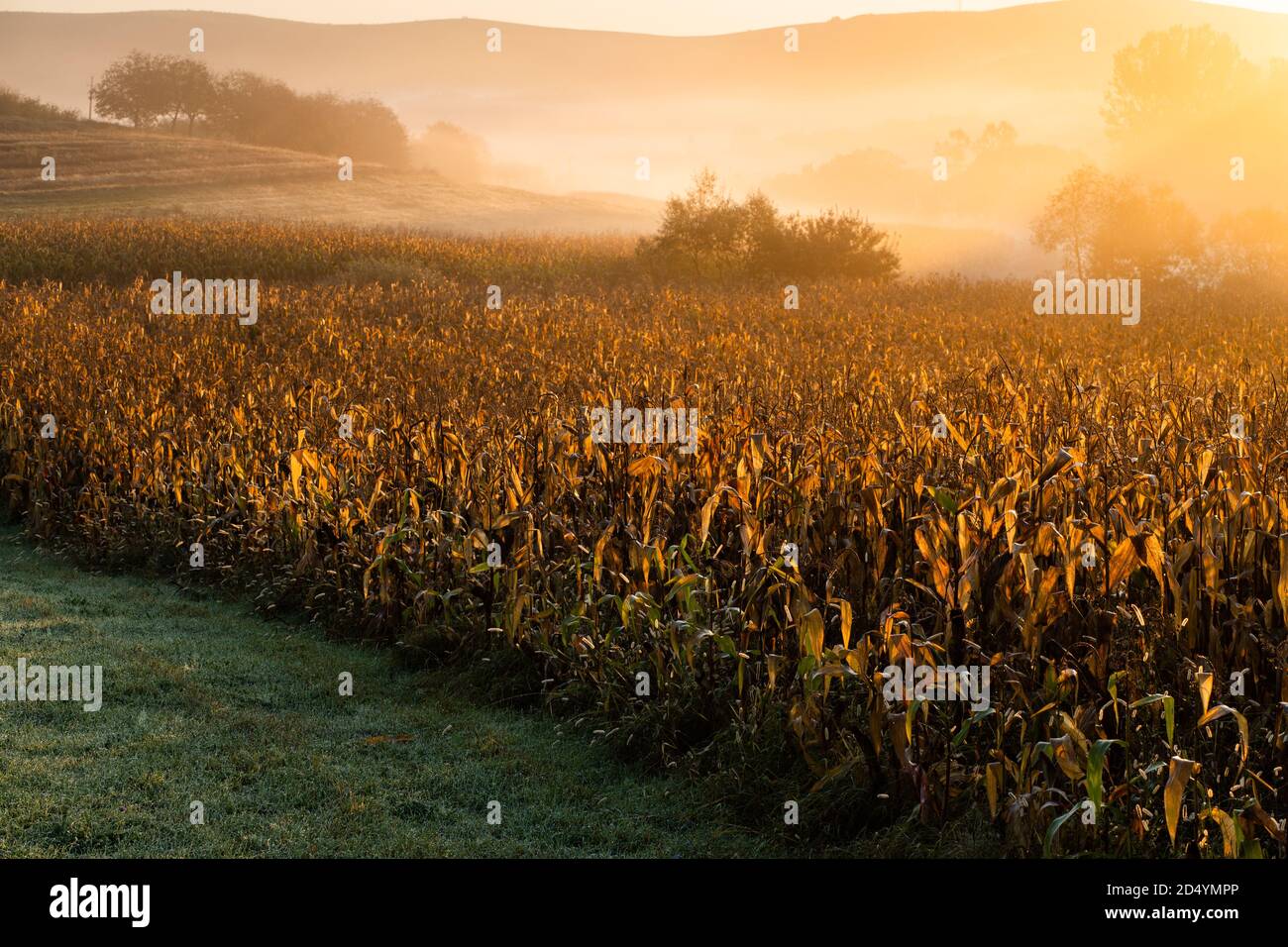 amazing panorama of golden corn fields in autumn sunrise Stock Photo ...