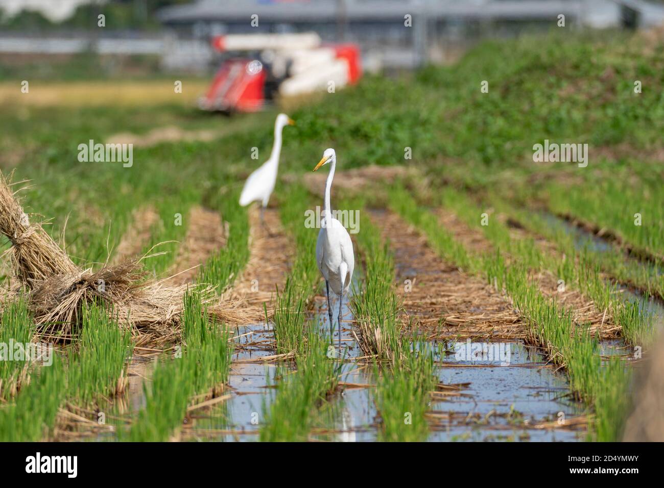 Egret at autumn rice field after harvest, searching and eating Pond loach (Misgurnus anguillicaudatus), Isehara City, Kanagawa Prefecture, Japan. Stock Photo