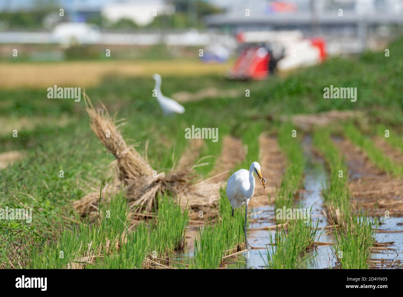 Egret at autumn rice field after harvest, searching and eating Pond loach (Misgurnus anguillicaudatus), Isehara City, Kanagawa Prefecture, Japan. Stock Photo