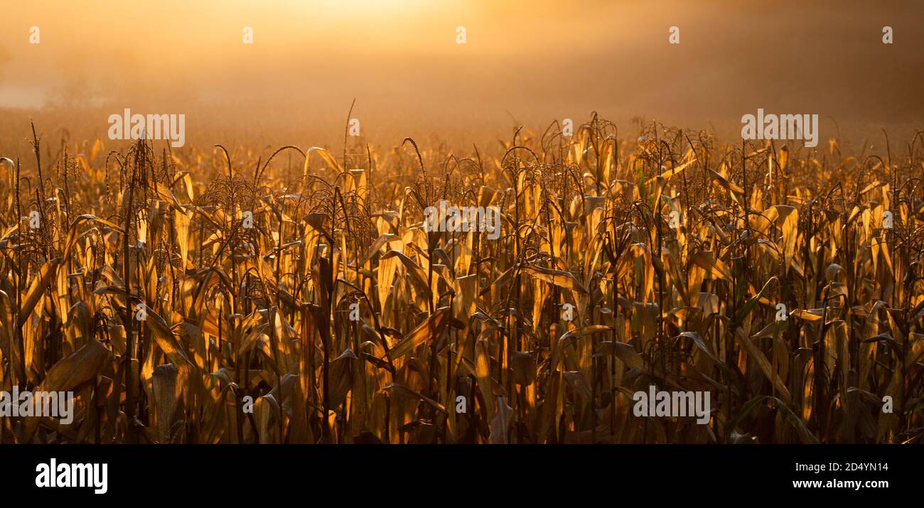 amazing panorama of golden corn fields in autumn sunrise Stock Photo ...