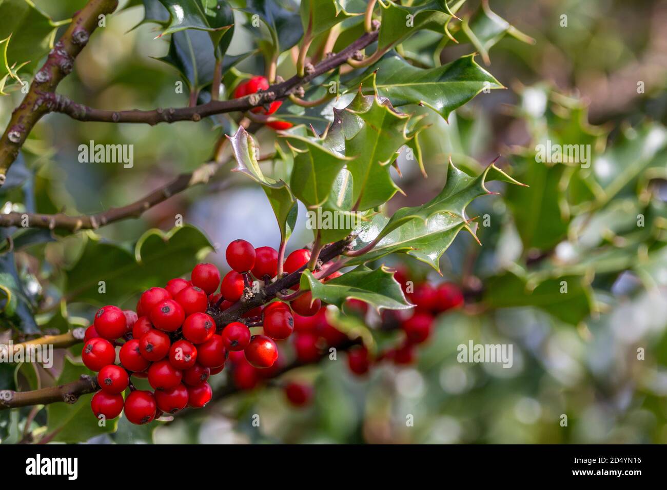 Holly and red berries Ilex aquifolium, seasonal decoration at christmas. Stiff leathery leaves with spiny margins dark green above paler below. Stock Photo
