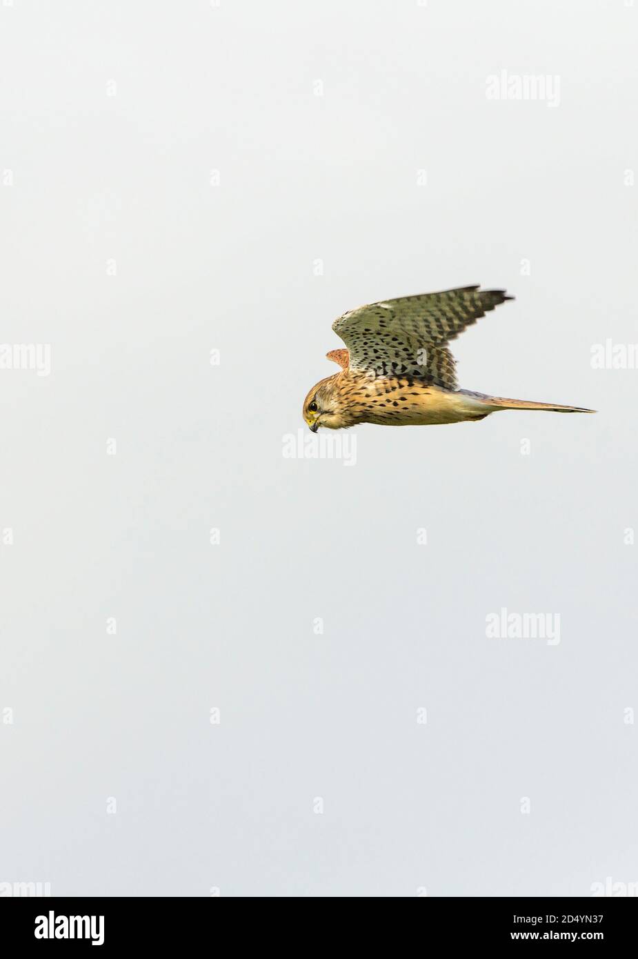 Kestrel (Falco tinnunculus), falcon female bird in flight hovering. Has barred brown plumage yellow ring around eye and yellow base to hooked bill. Stock Photo