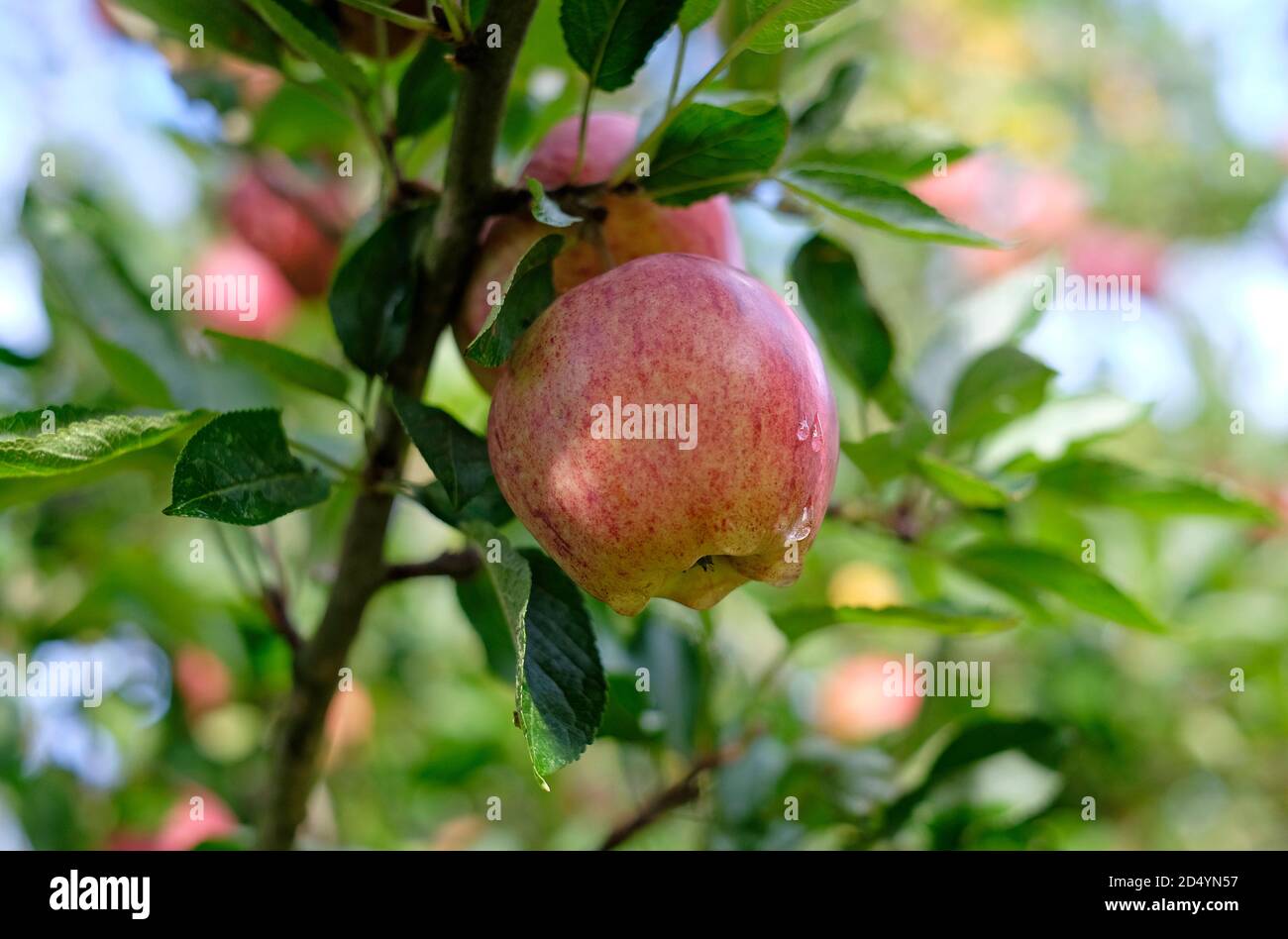 small red apple on tree in an english garden, herefordshire, england Stock Photo