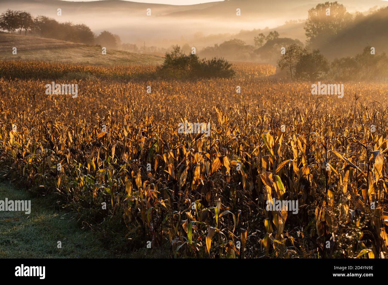 amazing panorama of golden corn fields in autumn sunrise Stock Photo ...
