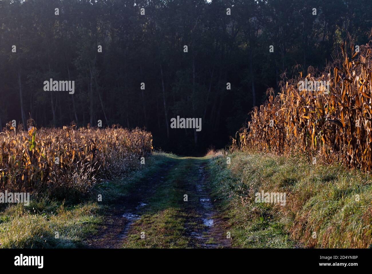 amazing panorama of golden corn fields in autumn sunrise Stock Photo ...