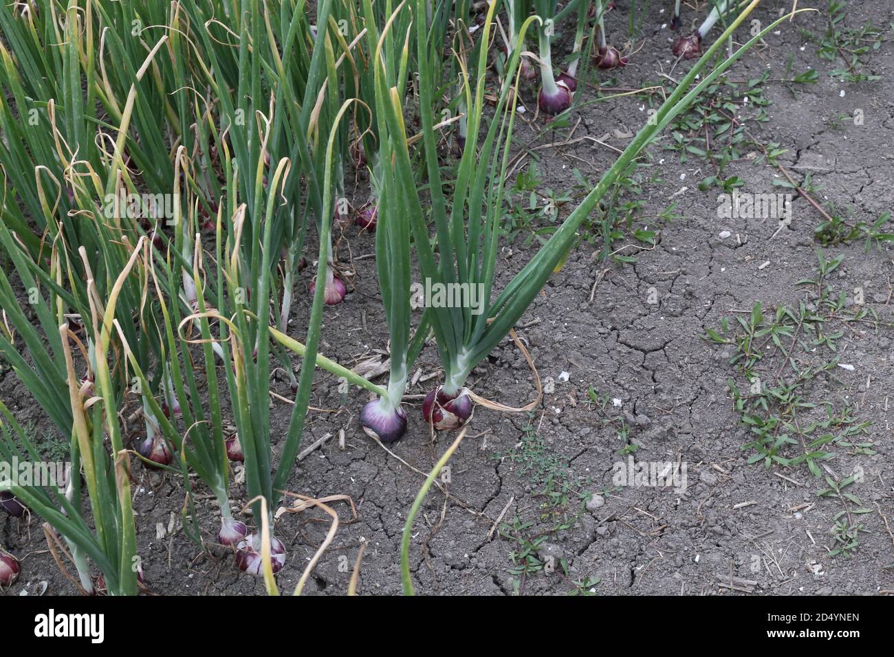 How to grow green onion from cuttings hi-res stock photography and ...