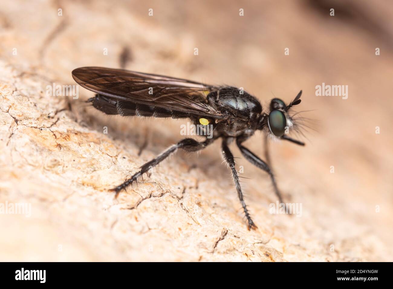 Female Bee-like Robber Fly (Laphria sp.) of the Laphris canis species complex. Stock Photo