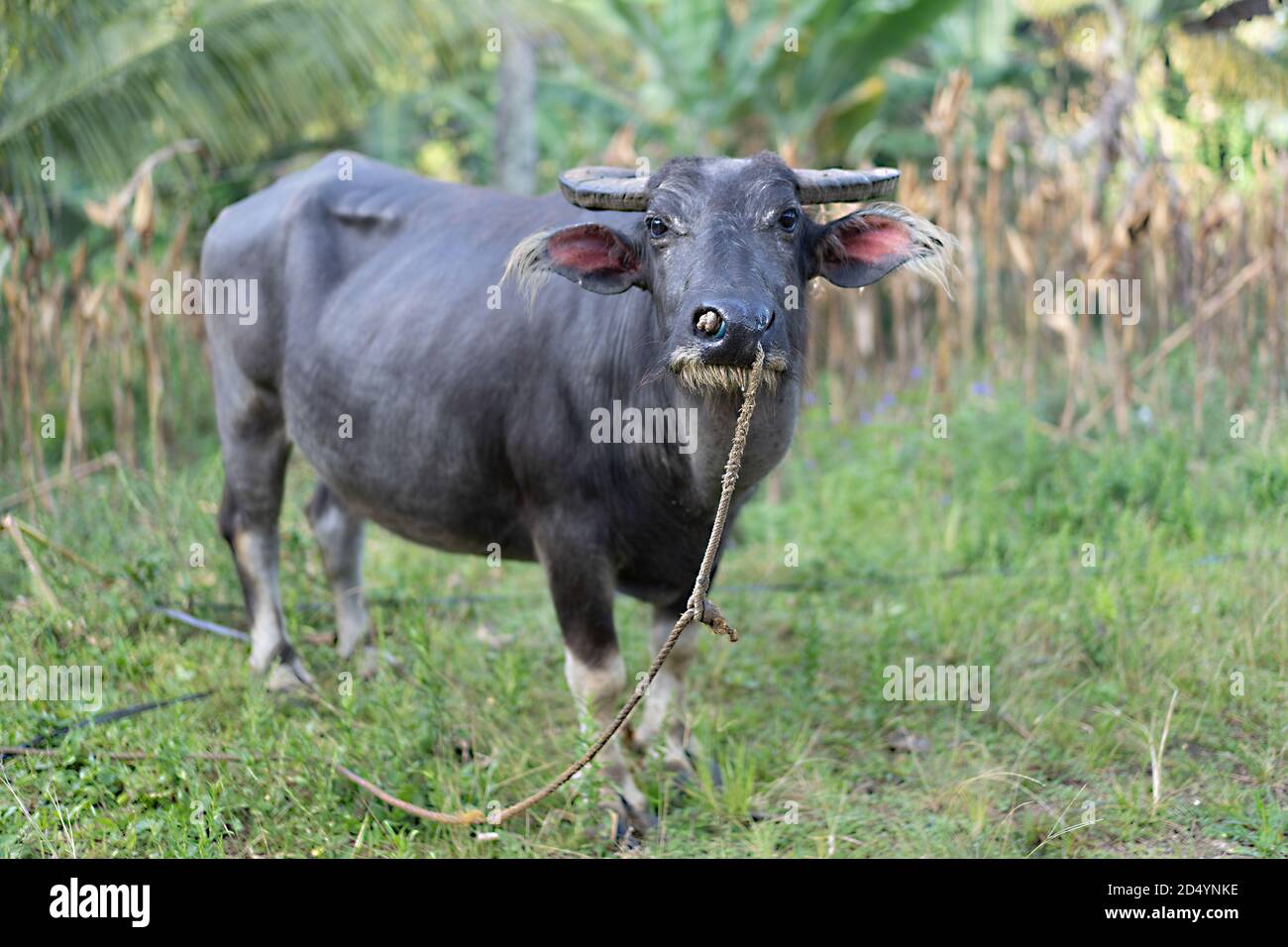 Philippine animal hi-res stock photography and images - Alamy
