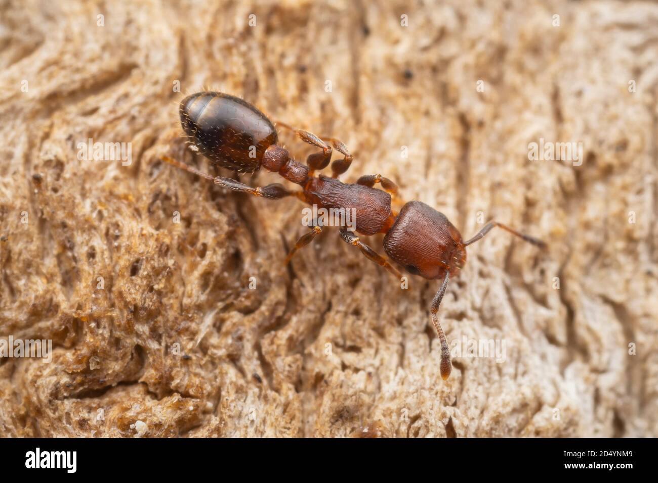 Acorn Ant (Temnothorax schaumii) Stock Photo