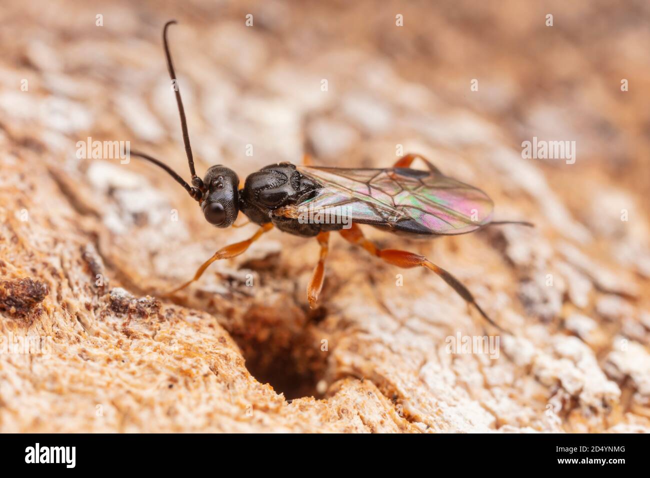 Braconid Wasp (Braconidae) Stock Photo