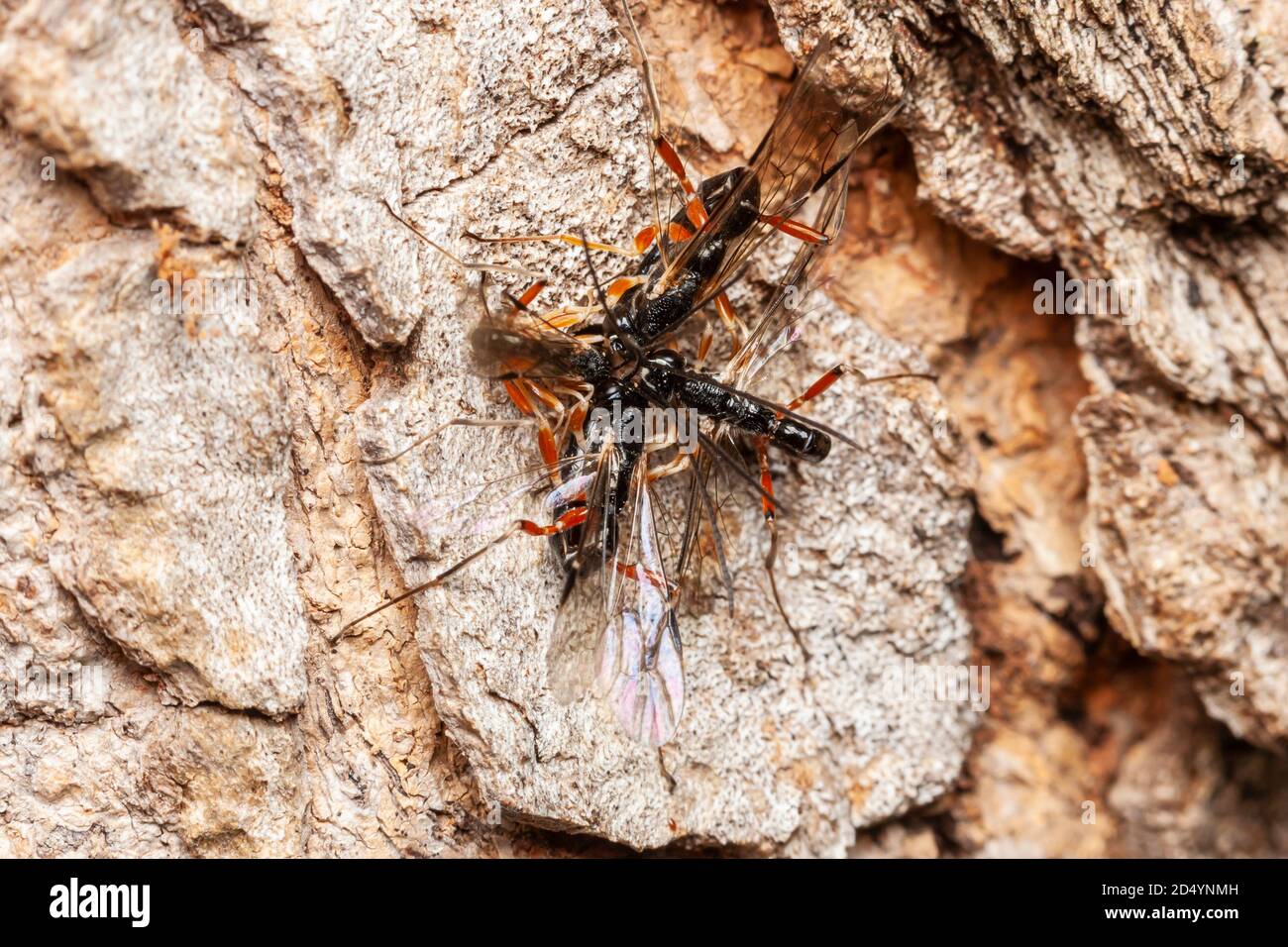 An aggregation of male Ichneumonid wasps (Rhyssella nitida), head-to-head with abdomens curled under, competing to mate with an emerging female. Stock Photo