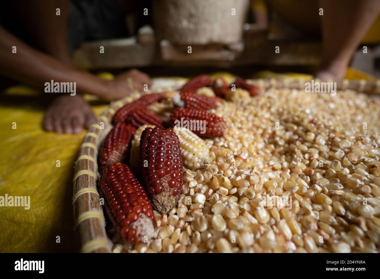 Corn having just been harvested in a rural area of Cebu, Philippines. In many areas where rice cannot be grown corn is quite often planted and is the Stock Photo