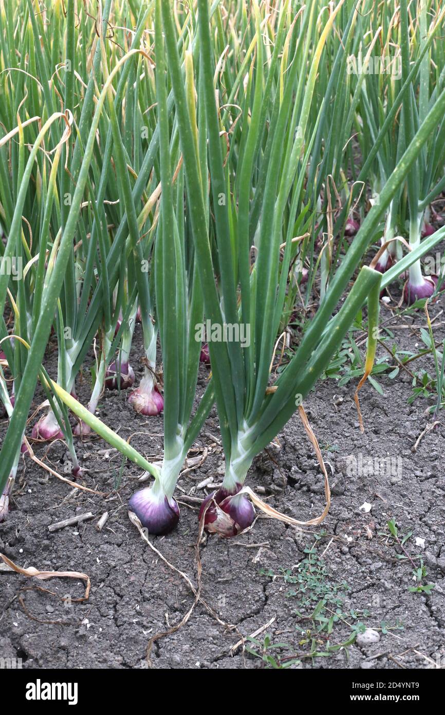 How to regrow green onions in soil hi-res stock photography and images ...