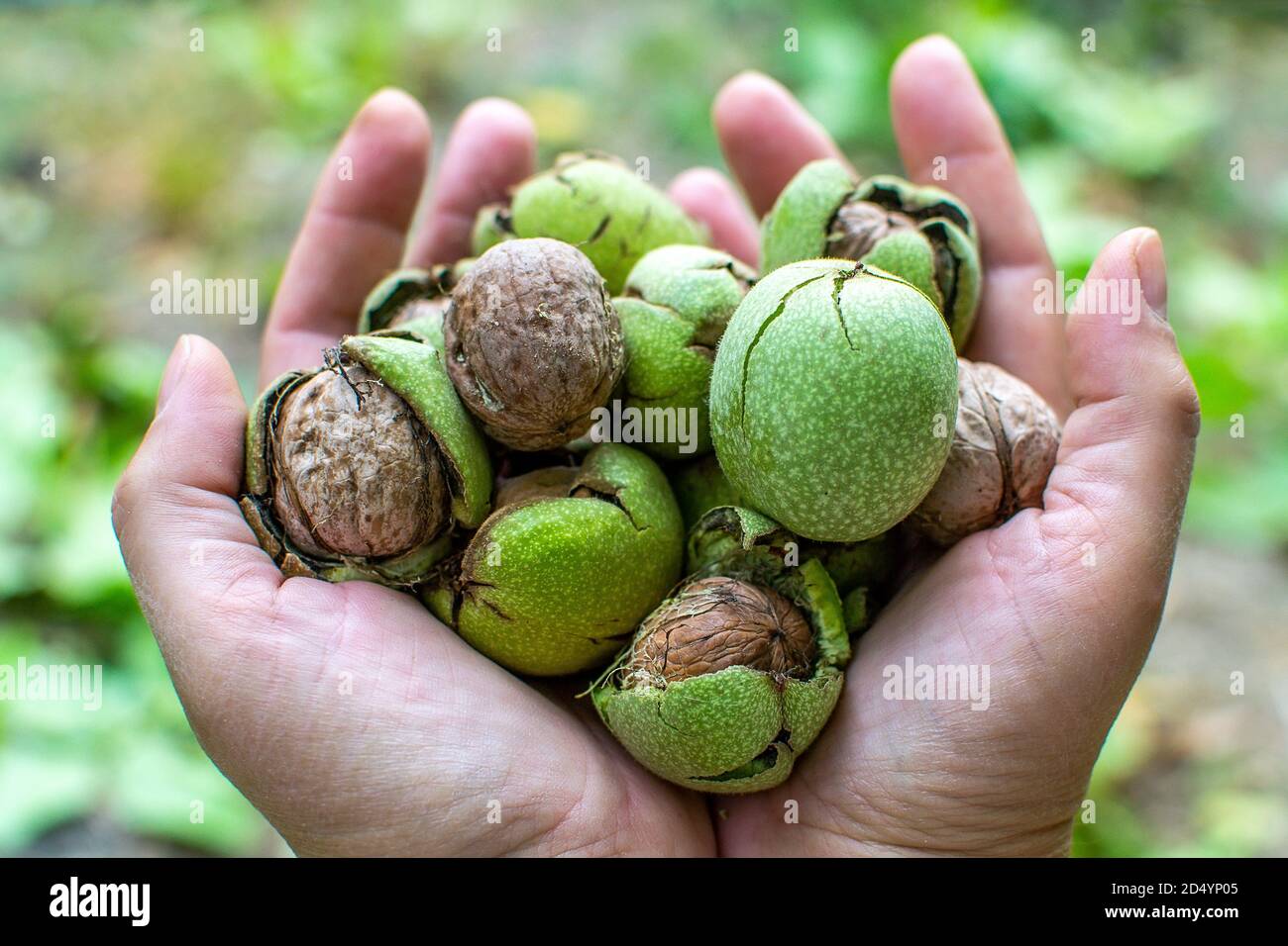 Walnut grows on a tree. Grows nuts in the garden. Production of nuts on the farm. Stock Photo