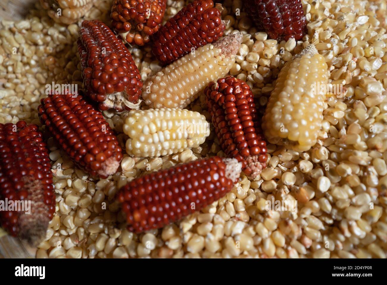 Corn having just been harvested in a rural area of Cebu, Philippines. In many areas where rice cannot be grown corn is quite often planted and is the Stock Photo