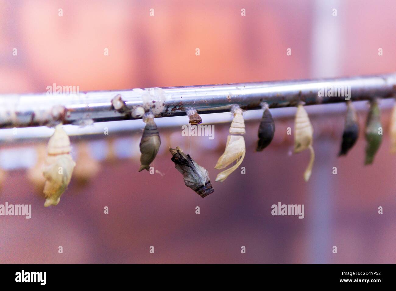 Cocoon tropical butterfly hatch from the pupa. Concept transformation Butterfly Stock Photo Alamy