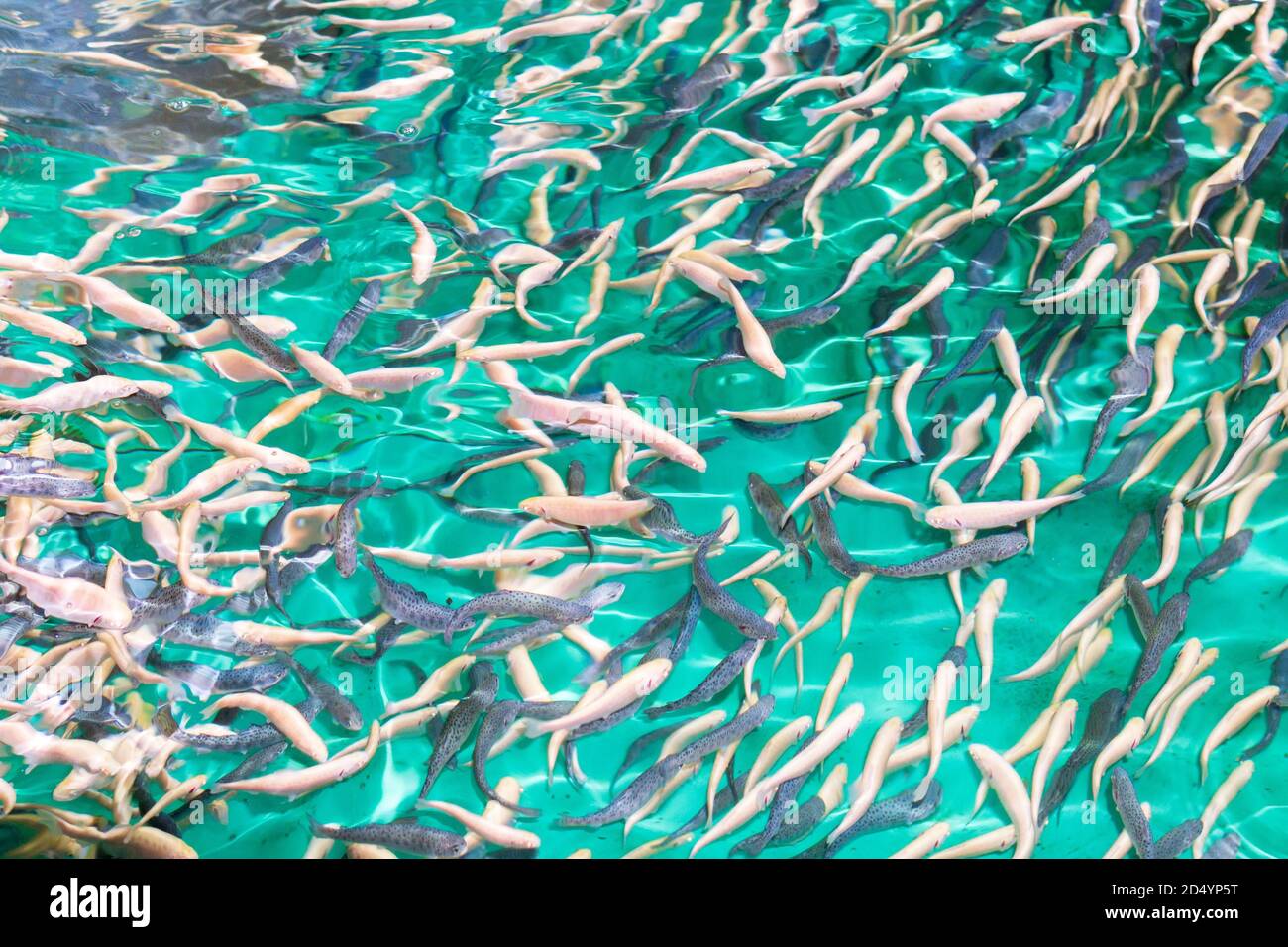 flock fish in a trout farm. Breeding trout for the food industry. Trout farming, fishing, freshwater fish farming. Stock Photo