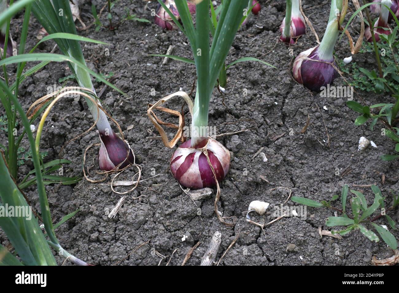How to regrow green onions hi-res stock photography and images - Alamy