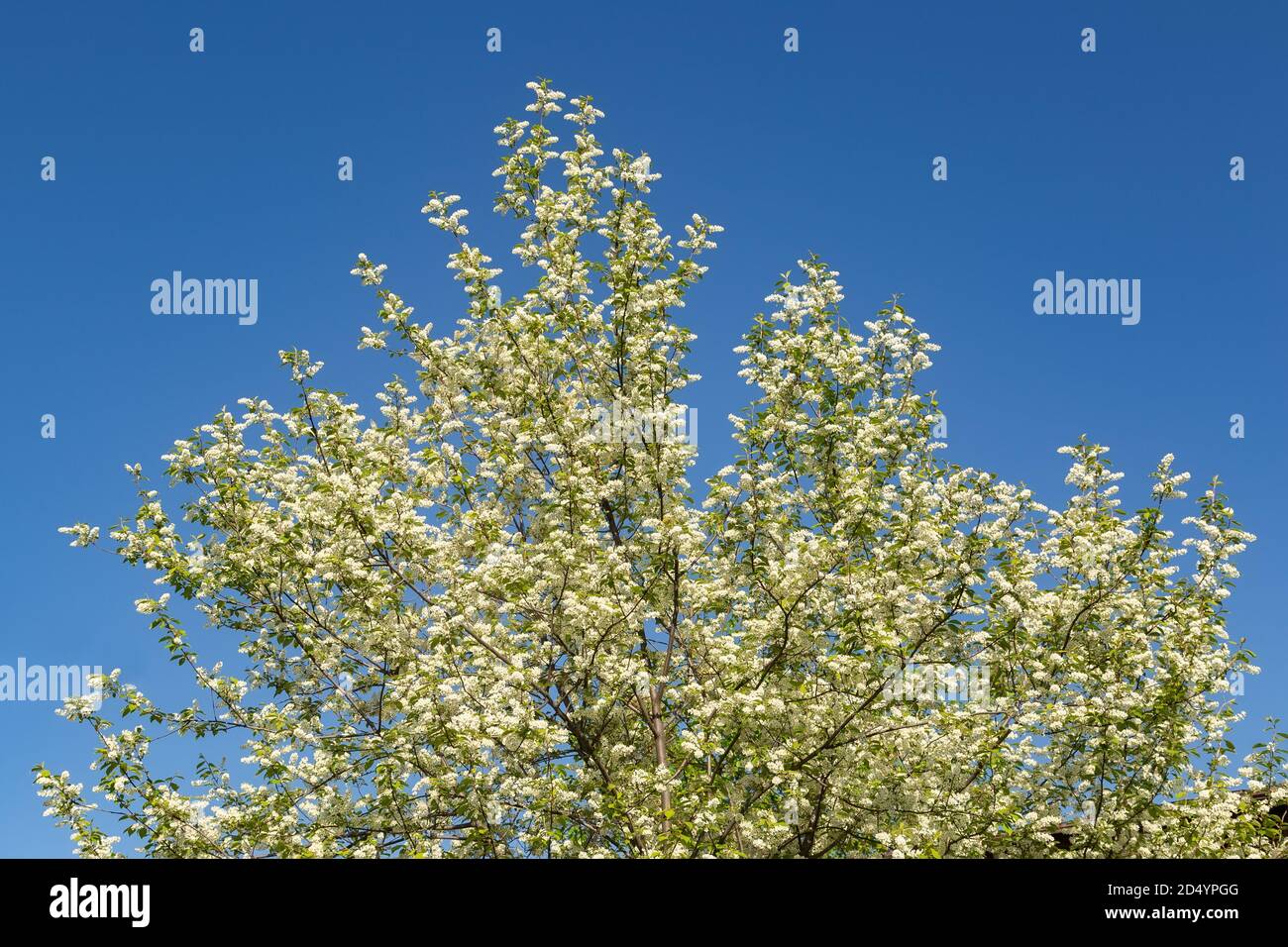 Blooming bird cherry tree against a cloudless blue sky Stock Photo