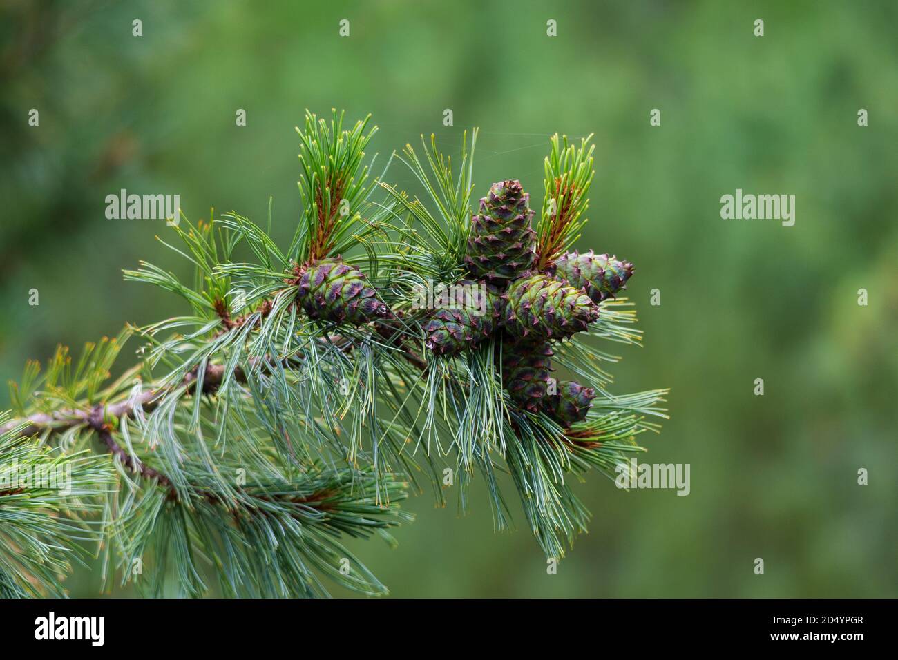 Green, unripe cones of dwarf cedar closeup. Gifts of the forest. Stock Photo