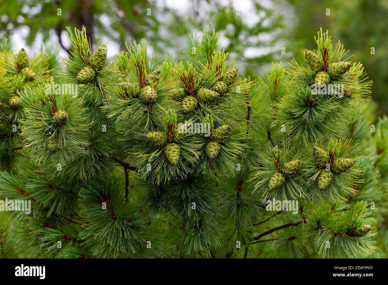 Green, unripe cones of dwarf cedar closeup. Gifts of the forest. Stock Photo