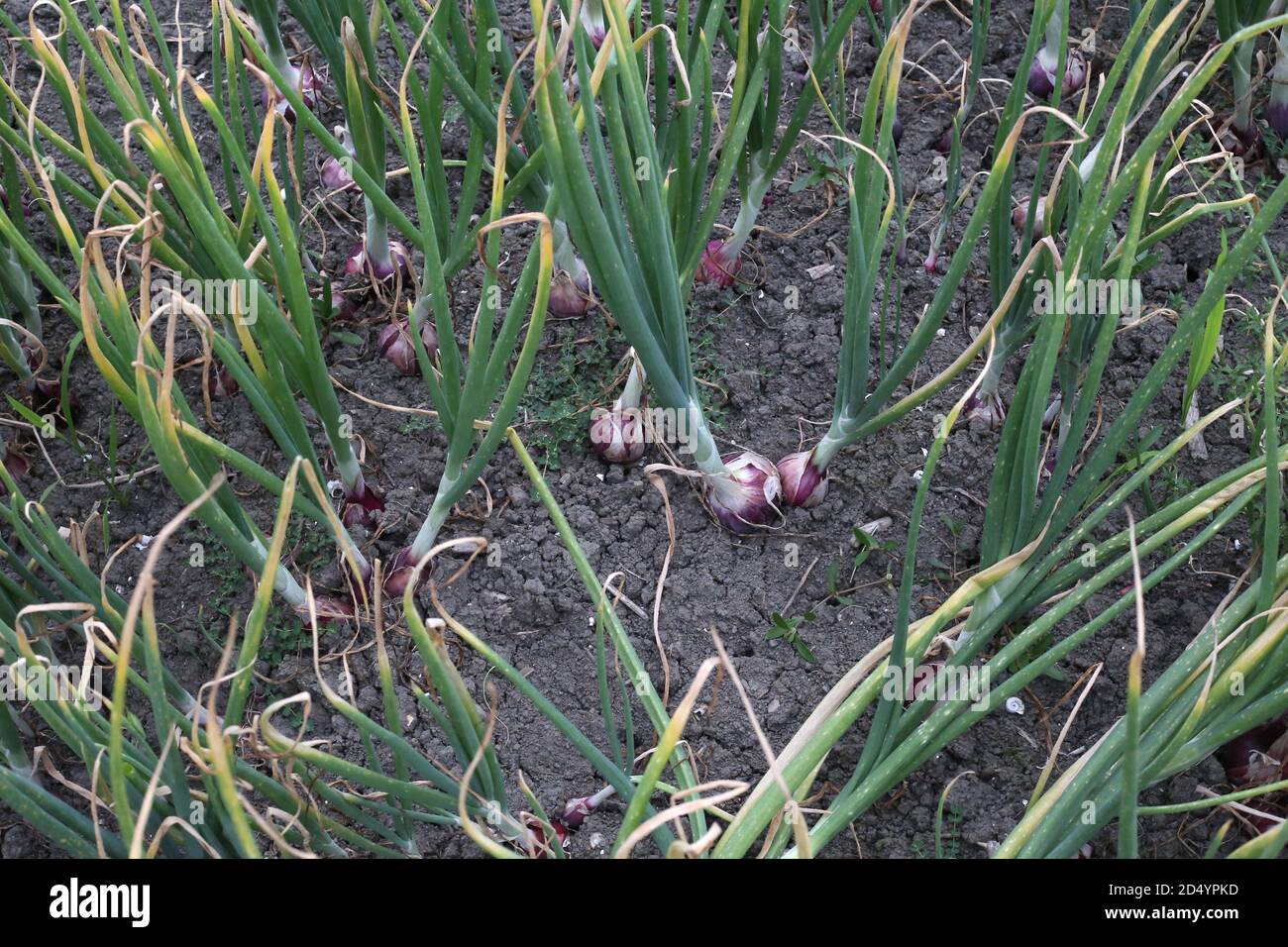 How to regrow green onions in soil hi-res stock photography and images ...